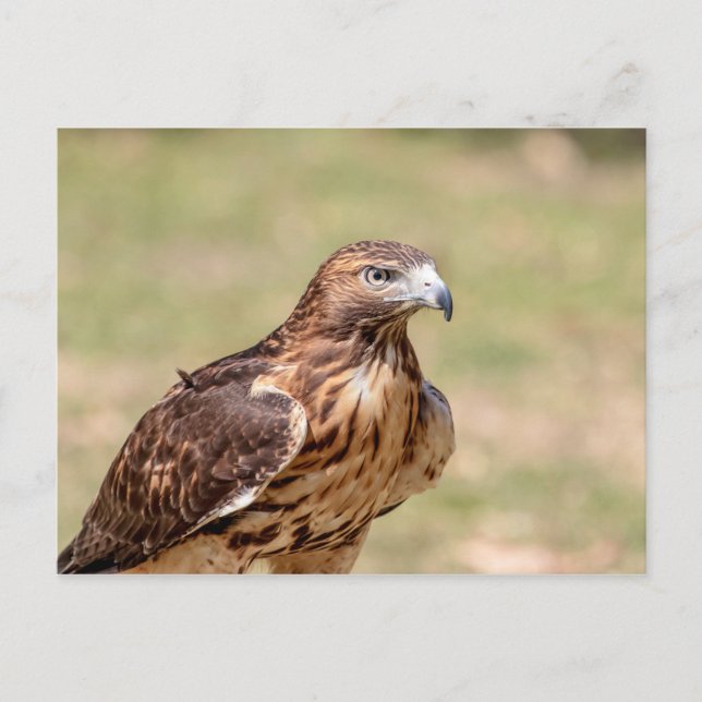 Rotschwanzfalken im Hudson-Tal Postkarte (Vorderseite)