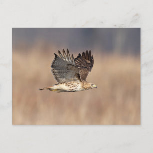 Rotschwanzfalken im Hudson-Tal Postkarte