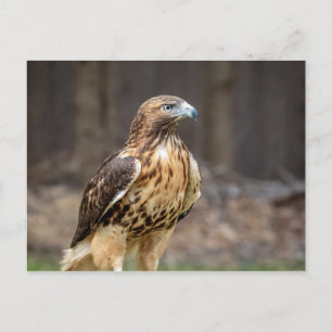 Rotschwanzfalken im Hudson-Tal Postkarte