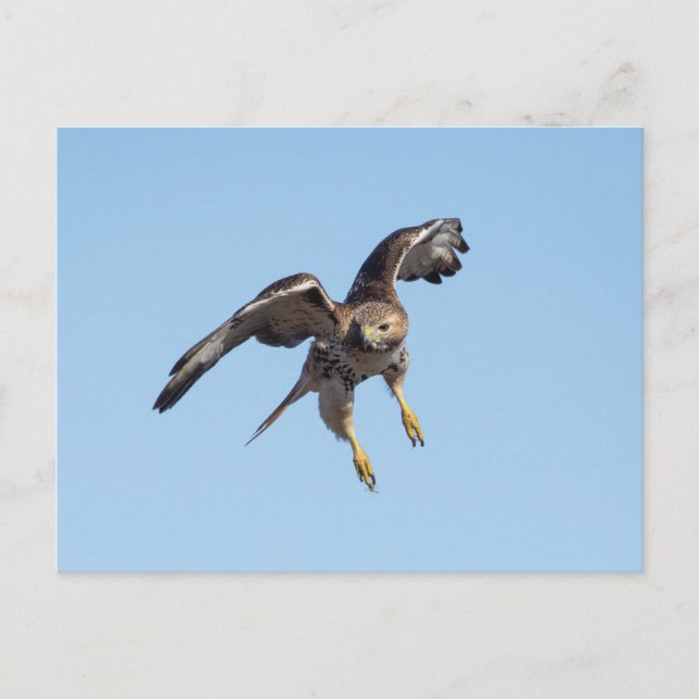 Rotschwanzfalken im Hudson-Tal Postkarte (Vorderseite)