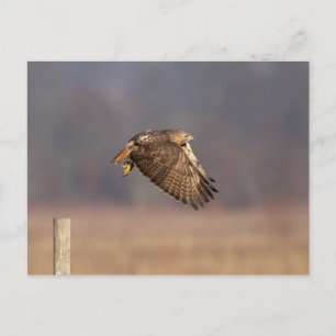Rotschwanzfalken im Hudson-Tal Postkarte