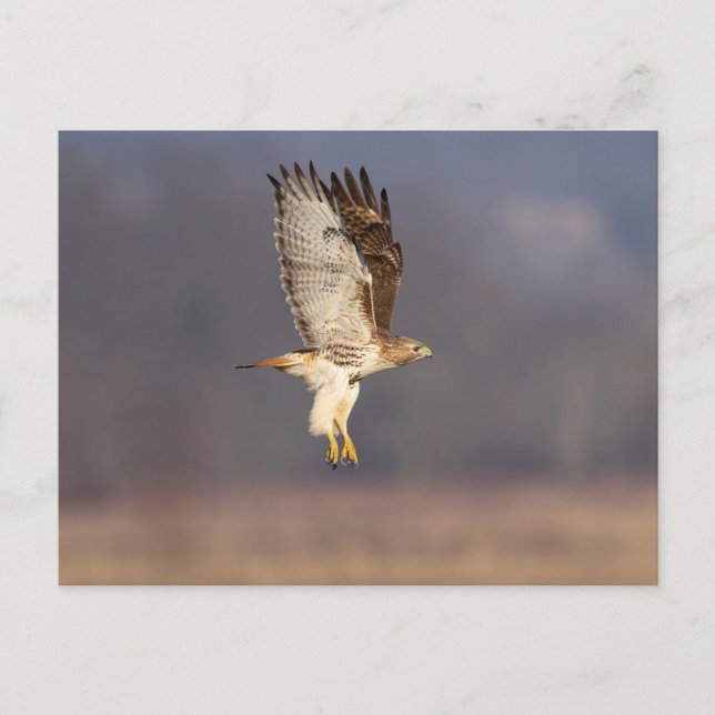 Rotschwanzfalken im Hudson-Tal Postkarte (Vorderseite)