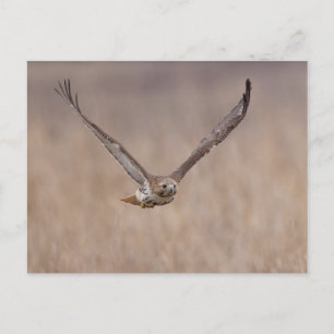 Rotschwanzfalken im Hudson-Tal Postkarte