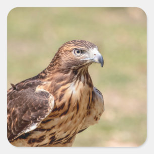 Rotschwanzfalken im Hudson-Tal Quadratischer Aufkleber