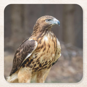 Rotschwanzfalken im Hudson-Tal Rechteckiger Pappuntersetzer
