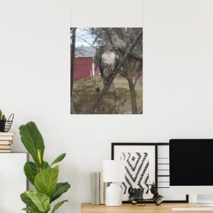 Rotschwanzfalken in Bäumen Poster