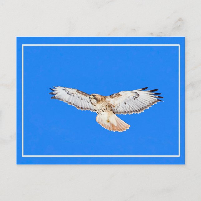 Rotschwanzfalken Postkarte (Vorderseite)