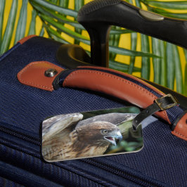 Rotschwanzfalken-Raptor-Foto Gepäckanhänger