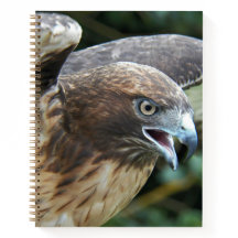 Rotschwanzfalken-Raptor-Foto