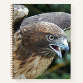 Rotschwanzfalken-Raptor-Foto Notizbuch