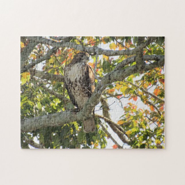 Rotschwanzfalken - Vögel des Prey-Jigsaw-Puzzles Puzzle (Horizontal)