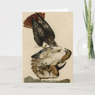 Rotschwanzfalken von Audubons Vögeln in Amerika Karte