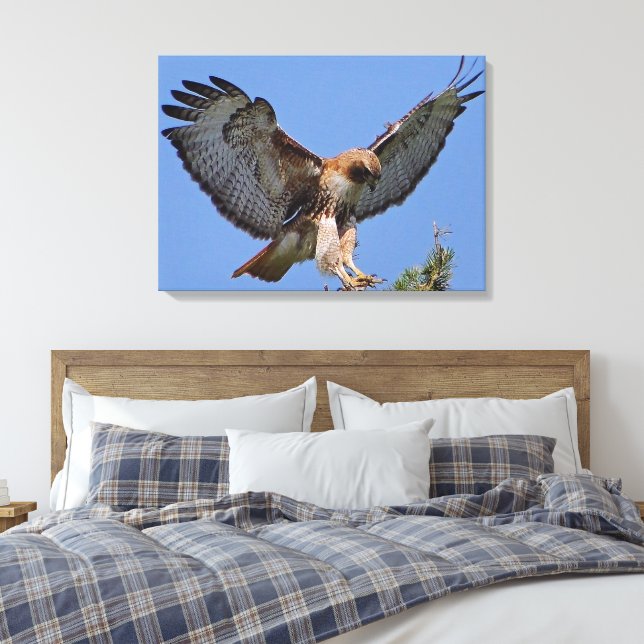 Rotschwanzfalkenweide Landing Stretch Canvas Print Leinwanddruck (Insitu (Schlafzimmer))