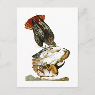 Rotschwanzfalker John James Audubon Birds Amerika Postkarte