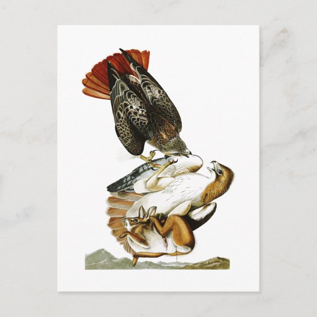 Rotschwanzfalker John James Audubon Birds Amerika Postkarte (Vorderseite)