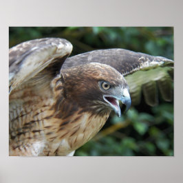 Rotschwanzfalker Raptor Fotografie Poster