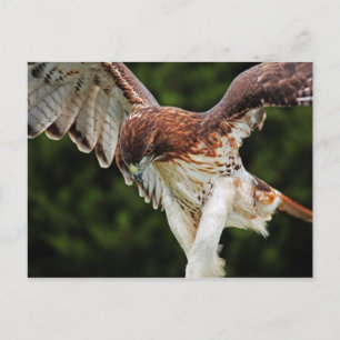 Rotschwanzfalkkarte Postkarte