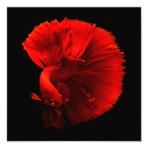 Rotschwanzfisch Fotodruck