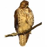 Rotschwanzhawk Akrylskulptur Fotoskulptur Schlüsselanhänger<br><div class="desc">Diese Acrylskulptur hat eine weibliche Rotschwanzfalke (Buteo jamaicensis). Dieser wilde Jäger ist einer der am weitesten verbreiteten und meist beobachteten Greifvögel in Nordamerika und steht auf einem Ast hoch oben in einigen immergrünen Fichtenbäumen, geduldig gewartet, um eine Mahlzeit einzunehmen. Ihr Kopf ist braun und die cremig weiße Brust hat braune...</div>