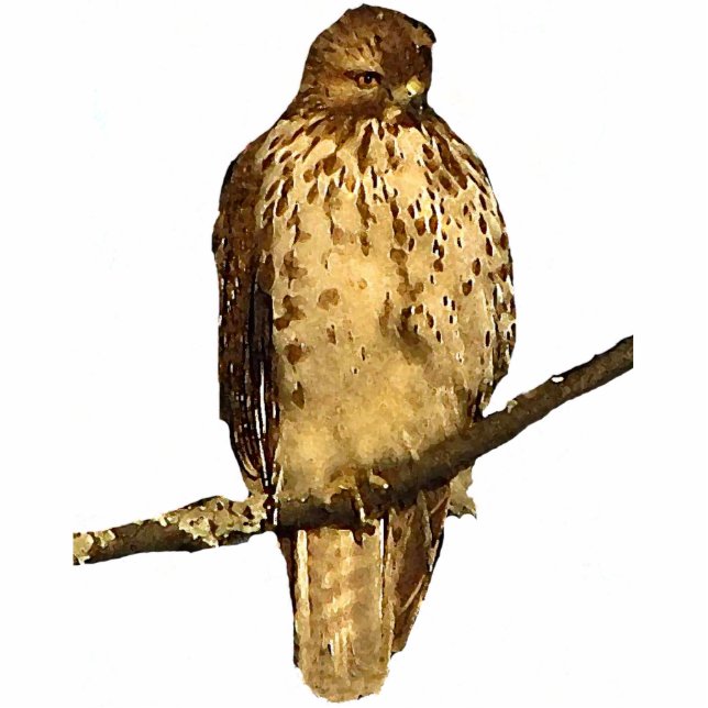 Rotschwanzhawk Akrylskulptur Fotoskulptur Schlüsselanhänger (Vorne)