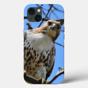Rotschwanzhawk, Apple iPhone 13 Fall Case-Mate iPhone Hülle