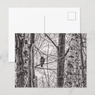 Rotschwanzhawk P8443 Einladungspostkarte