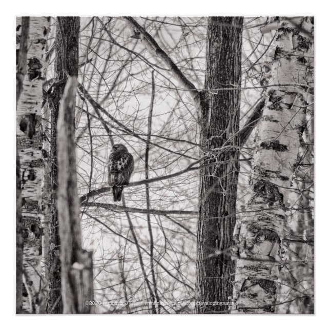 Rotschwanzhawk P8443 Poster (Vorderseite)