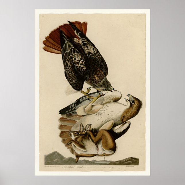 Rotschwanzhawk Poster (Vorne)