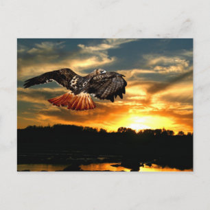 Rotschwanzhawk Postkarte