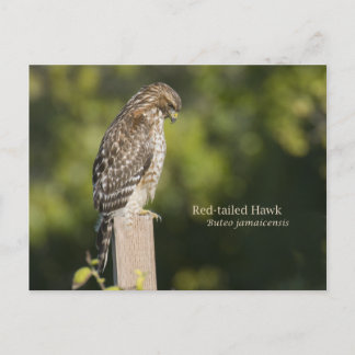 Rotschwanzhawk Postkarte
