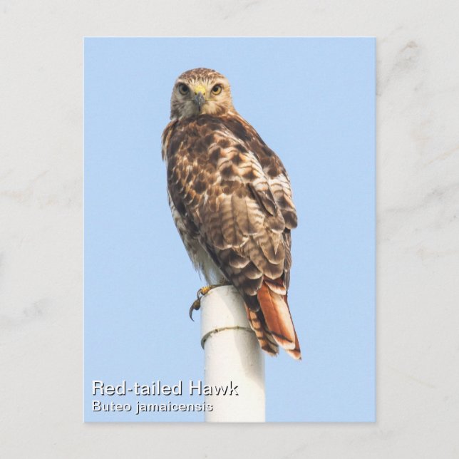 Rotschwanzhawk Postkarte (Vorderseite)