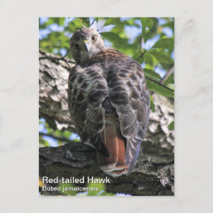 Rotschwanzhawk Postkarte