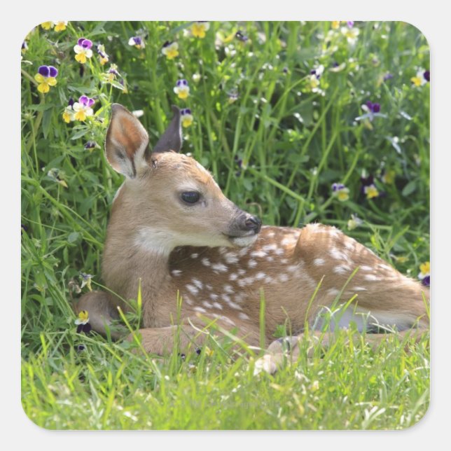 Rotschwanzhirsche (Odocoileus virginianus) Quadratischer Aufkleber (Vorderseite)