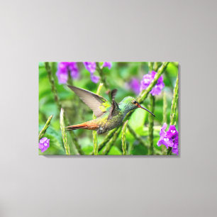 Rotschwanzkolibri fliegt im Regenwald Leinwanddruck