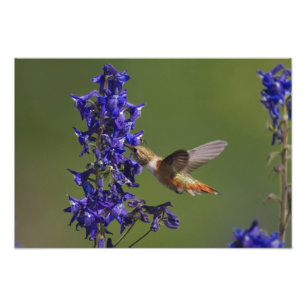 Rotschwanzkolibri Fotodruck