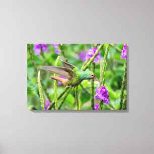 Rotschwanzkolibri im Regenwald Leinwanddruck