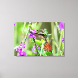 Rotschwanzkolibri in Costa Rica Leinwanddruck