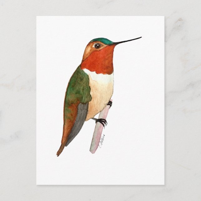 Rotschwanzkolibri Postkarte (Vorderseite)