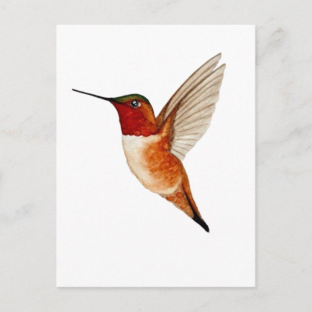 Rotschwanzkolibri Postkarte (Vorderseite)