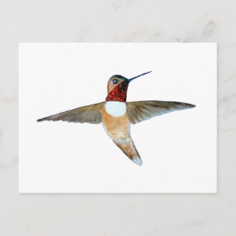 Rotschwanzkolibri Postkarte