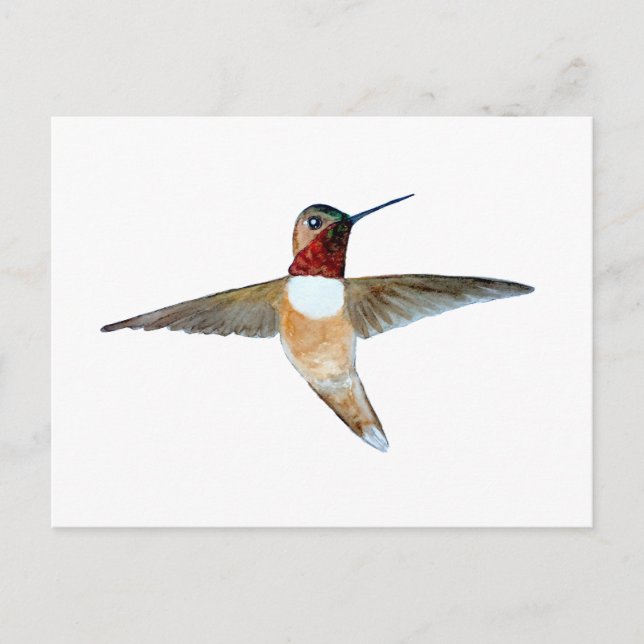 Rotschwanzkolibri Postkarte (Vorderseite)