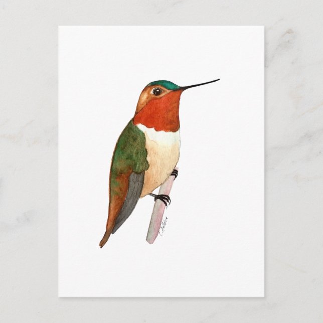 Rotschwanzkolibri Postkarte (Vorderseite)