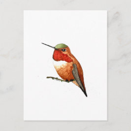 Rotschwanzkolibri Postkarte