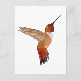 Rotschwanzkolibri Postkarte