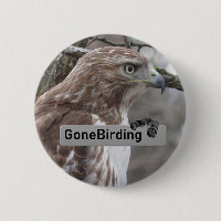 Rotschwanzmagnet bei der Hawk-Vogelbeobachtung