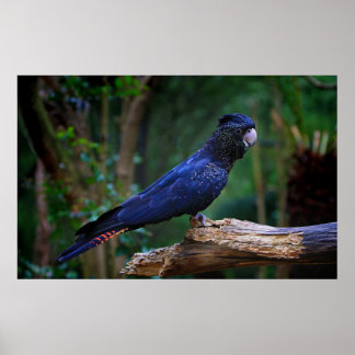 Rotschwanzvogel Poster