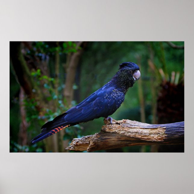 Rotschwanzvogel Poster (Vorne)