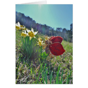 Rotschwingfee und Narzissen