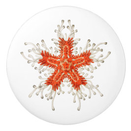 Rotseesterne-Keramik Keramikknauf