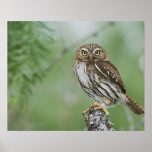 Rotsperberkauz, Glaucidium brasilianum, 3 Poster